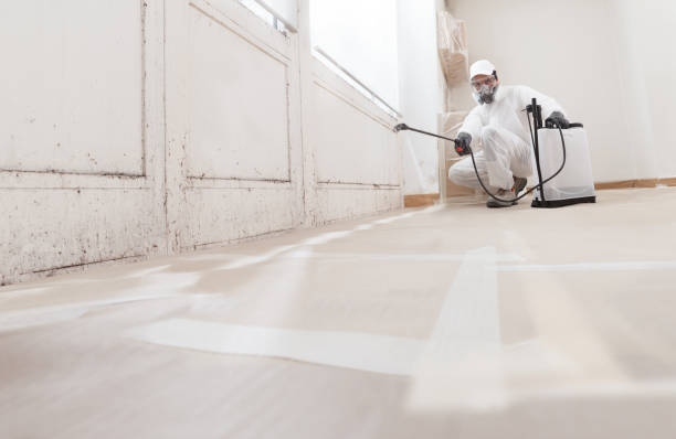 24/7 Emergency Attic Mold Remediation experts in Hillsboro, IL