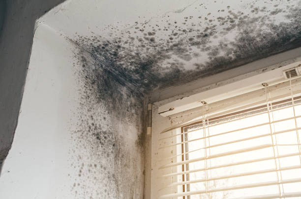 Affordable Attic Mold Remediation solutions in Hillsboro, IL