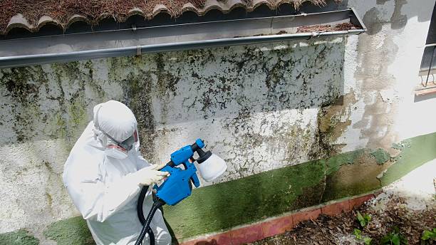 Top rated local Attic Mold Remediation specialists in Hillsboro, IL
